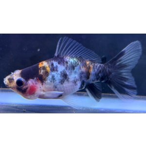 画像: 寿恵廣錦 　　当歳　パステルカラー　SSS血統　　約8センチ　＃55