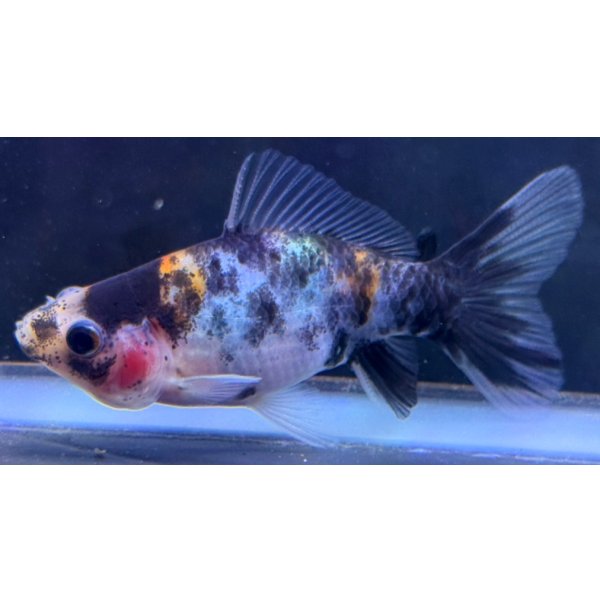 画像1: 寿恵廣錦 　　当歳　パステルカラー　SSS血統　　約8センチ　＃55 (1)