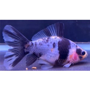 画像: 寿恵廣錦 　　当歳　パステルカラー　SSS血統　　約8センチ　＃57