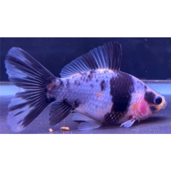 画像1: 寿恵廣錦 　　当歳　パステルカラー　SSS血統　　約8センチ　＃57 (1)