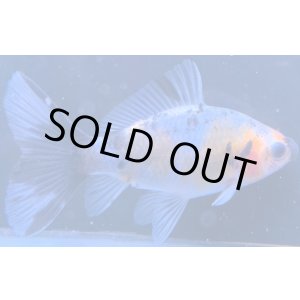 画像: 寿恵廣錦 　　当歳　パステルカラー　SSS血統　　約8センチ　＃60