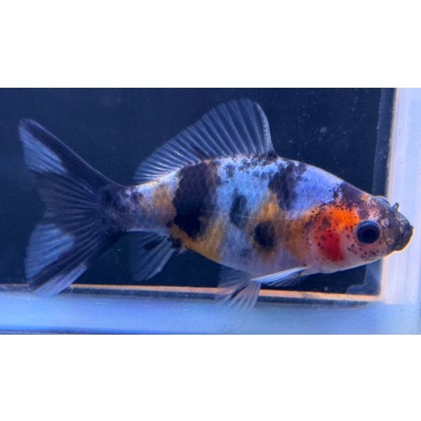 画像1: 寿恵廣錦 　　当歳　パステルカラー　SSS血統　　約8センチ　＃54 (1)