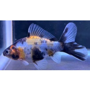 画像: 寿恵廣錦 　　当歳　パステルカラー　SSS血統　　約8センチ　＃59