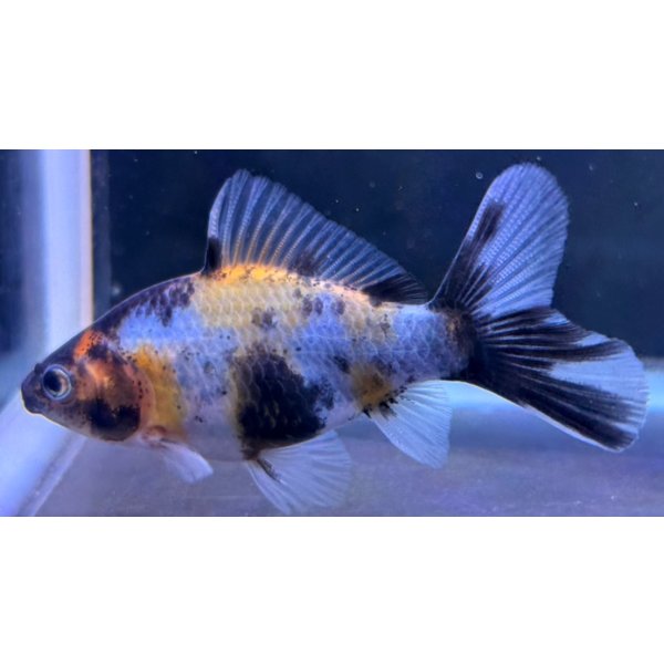 画像1: 寿恵廣錦 　　当歳　パステルカラー　SSS血統　　約8センチ　＃59 (1)