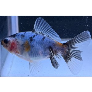 画像: 寿恵廣錦 　　当歳　パステルカラー　SSS血統　　約8センチ　＃63