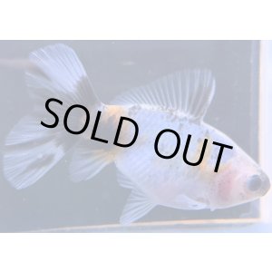 画像: 寿恵廣錦 　　当歳　パステルカラー　SSS血統　　約8センチ　＃52