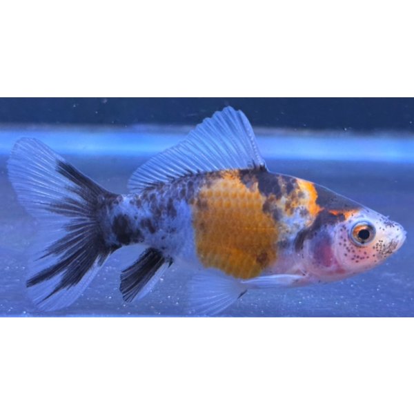 画像2: 寿恵廣錦 　　当歳　パステルカラー　SSS血統　　約8センチ　＃55 (2)