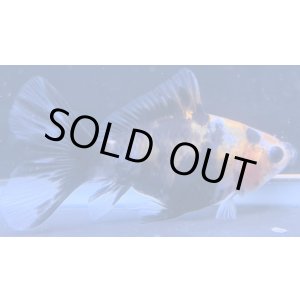 画像: 寿恵廣錦 　　当歳　パステルカラー　SSS血統　　約8センチ　＃61