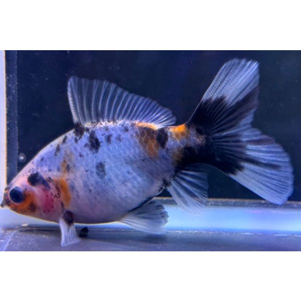 画像1: 寿恵廣錦 　　当歳　パステルカラー　SSS血統　　約8センチ　＃56 (1)