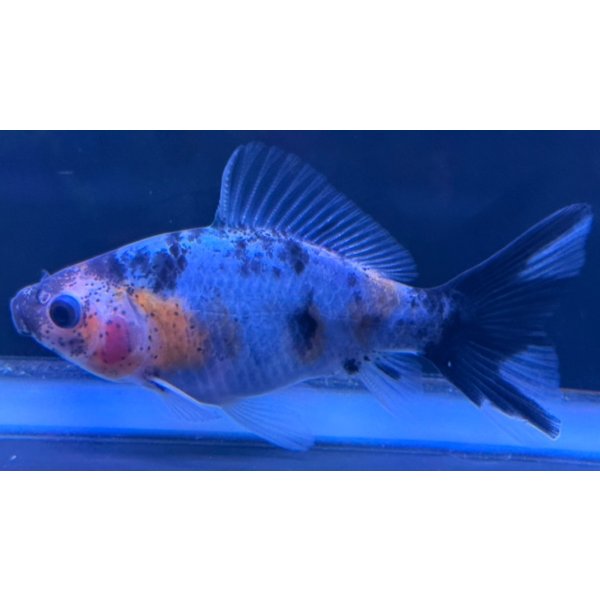 画像2: 寿恵廣錦 　　当歳　パステルカラー　SSS血統　　約8センチ　＃54 (2)