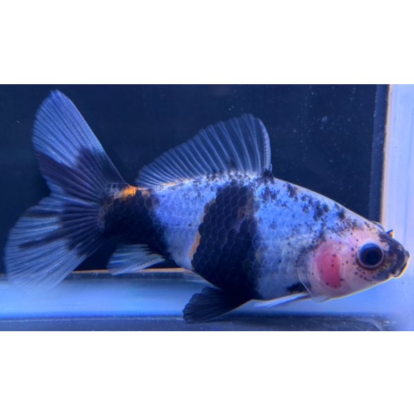 画像2: 寿恵廣錦 　　当歳　パステルカラー　SSS血統　　約8センチ　＃56 (2)