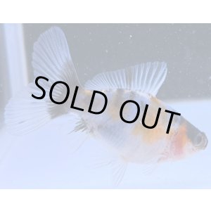 画像: 寿恵廣錦 　　当歳　パステルカラー　SSS血統　　約8センチ　＃64