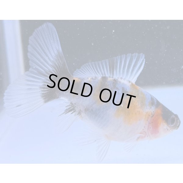 画像1: 寿恵廣錦 　　当歳　パステルカラー　SSS血統　　約8センチ　＃64 (1)