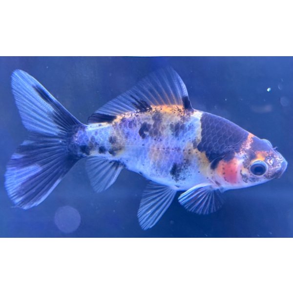 画像2: 寿恵廣錦 　　当歳　パステルカラー　SSS血統　　約8センチ　＃59 (2)