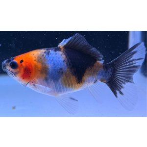 画像: 寿恵廣錦 　　当歳　パステルカラー　SSS血統　　約8センチ　＃62