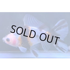 画像: 寿恵廣錦 　　当歳　パステルカラー　SSS血統　　約8センチ　＃53