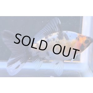 画像: 寿恵廣錦 　　当歳　パステルカラー　SSS血統　　約8センチ　＃66