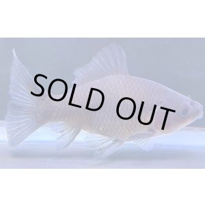 画像: 寿恵廣錦 　　当歳　パステルカラー　SSS血統　　約8センチ　＃58