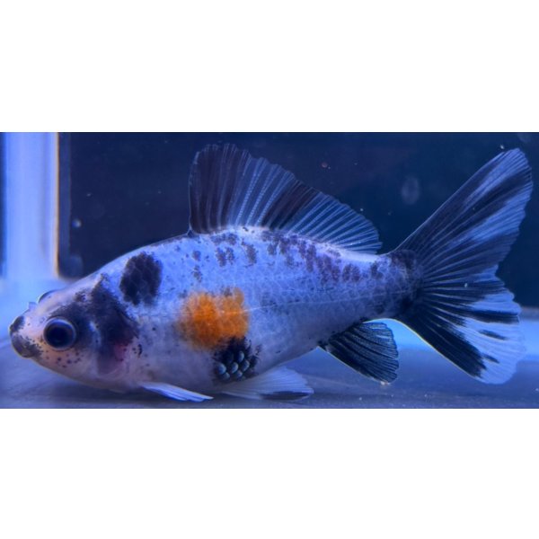 画像2: 寿恵廣錦 　　当歳　パステルカラー　SSS血統　　約8センチ　＃57 (2)