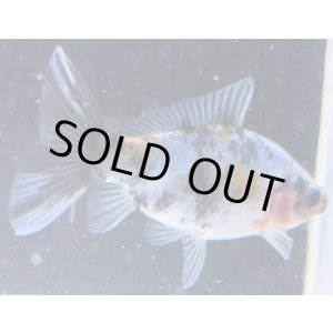 画像: 寿恵廣錦 　　当歳　パステルカラー　SSS血統　　約8センチ　＃65