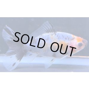 画像: 寿恵廣錦 　　当歳　パステルカラー　SSS血統　　約8センチ　＃51