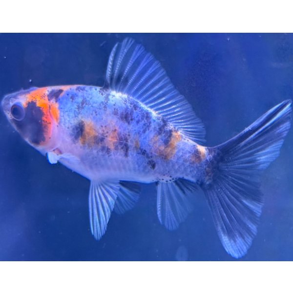 画像1: 寿恵廣錦 　　当歳　パステルカラー　SSS血統　　約8センチ　＃68 (1)