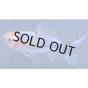 画像: 寿恵廣錦 当歳 パステルカラー SSS血統 約8センチ #71