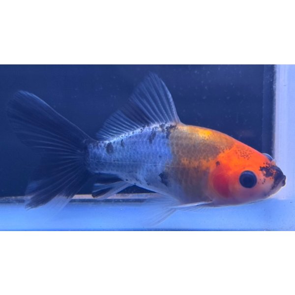 画像2: 寿恵廣錦 　　当歳　パステルカラー　SSS血統　　約8センチ　＃67 (2)