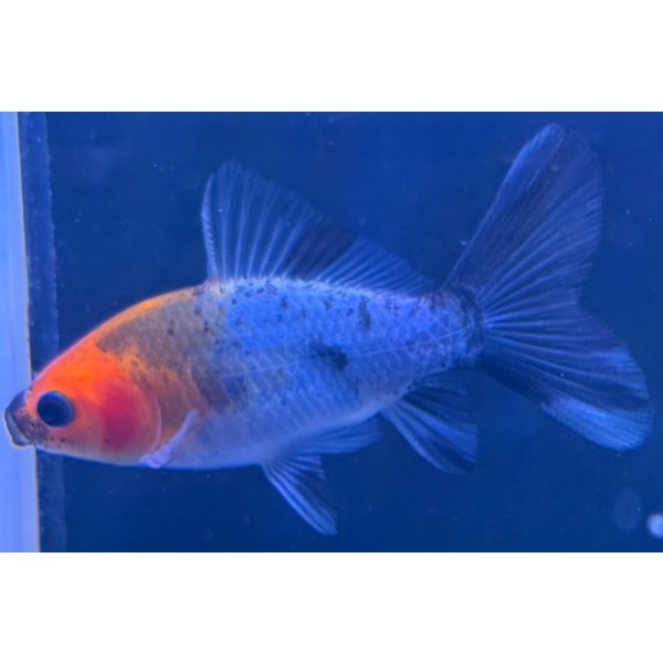 画像1: 寿恵廣錦 　　当歳　パステルカラー　SSS血統　　約8センチ　＃67 (1)