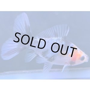 画像: 寿恵廣錦 当歳 パステルカラー SSS血統 約8センチ #70