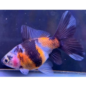 画像: 寿恵廣錦 当歳 パステルカラー SSS血統 約8センチ #73