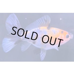 画像: 寿恵廣錦 当歳 パステルカラー SSS血統 約8センチ #74