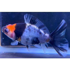 画像: 寿恵廣錦 当歳 パステルカラー SSS血統 約10センチ #82