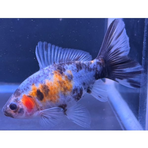 画像2: 寿恵廣錦 　　当歳　パステルカラー　SSS血統　　約10センチ　＃78 (2)