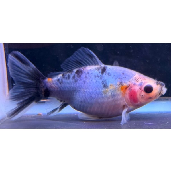 画像2: 寿恵廣錦 　　当歳　パステルカラー　SSS血統　　約10センチ　＃84 (2)