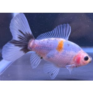 画像: 寿恵廣錦 当歳 パステルカラー SSS血統 約10センチ #80