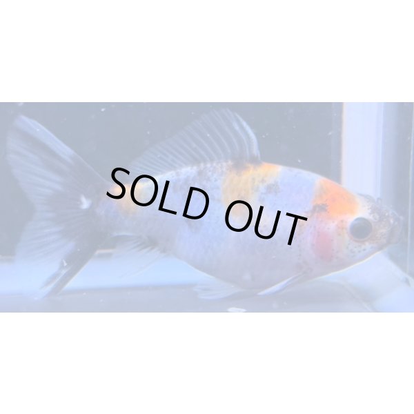 画像1: 寿恵廣錦 　　当歳　パステルカラー　SSS血統　　約10センチ　＃81 (1)