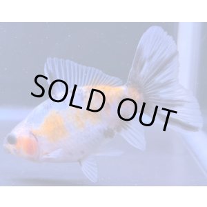 画像: 寿恵廣錦 当歳 パステルカラー SSS血統 約10センチ #79