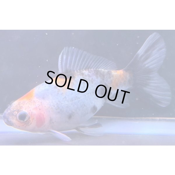 画像2: 寿恵廣錦 　　当歳　パステルカラー　SSS血統　　約10センチ　＃81 (2)