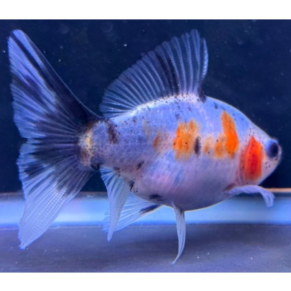 画像2: 寿恵廣錦 　　当歳　パステルカラー　SSS血統　　約10センチ　＃83 (2)