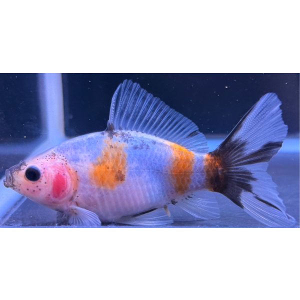 画像1: 寿恵廣錦 　　当歳　パステルカラー　SSS血統　　約10センチ　＃77 (1)