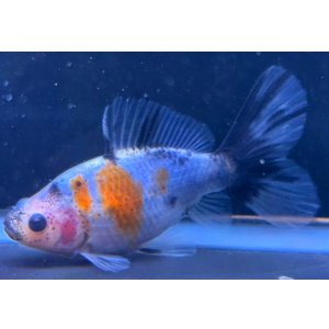 画像: 寿恵廣錦 　　当歳　パステルカラー　SSS血統　　約10センチ　＃83