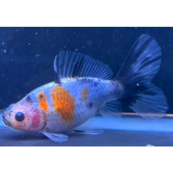 画像1: 寿恵廣錦 　　当歳　パステルカラー　SSS血統　　約10センチ　＃83 (1)