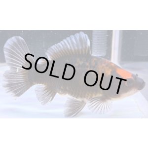 画像: 寿恵廣錦 　　当歳　変わり柄　SSS血統　　約12センチ　＃85