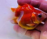 画像: 宮島血統福だるま 短尾　当歳約9センチ  ＃151