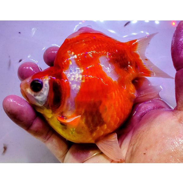 画像2: 宮島血統福だるま 短尾 　2歳約16センチ  ＃163 (2)