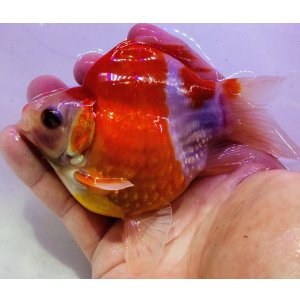 画像: 宮島血統福だるま 短尾 　2歳約14センチ  ＃159