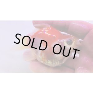 画像: 宮島血統福だるま 短尾　当歳約10センチ  ＃152