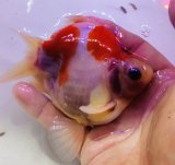 画像: 宮島血統福だるま 短尾 　2歳約14センチ  ＃161