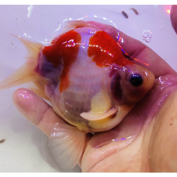 画像1: 宮島血統福だるま 短尾 　2歳約14センチ  ＃161 (1)